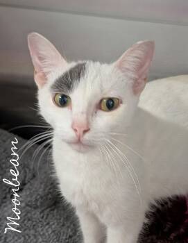 Moonbeam -  Domestic Short Hair Cat for Adoption in Flint, Michigan - Moonbeam | PetCurious