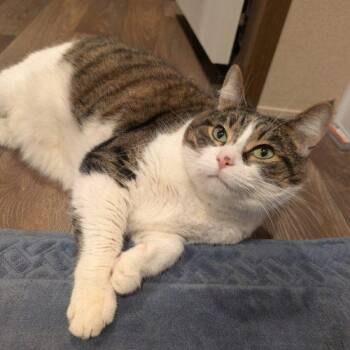 Domestic Short Hair Cats Available for Adoption - Moose | PetCurious