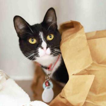 Shirley -  Domestic Short Hair Cat for Adoption in Atlanta, Georgia - Shirley | PetCurious