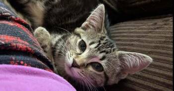 Liberty -  Domestic Short Hair Cat for Adoption in St. Peters, Missouri - Liberty | PetCurious