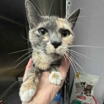 Love Letter -  Domestic Short Hair Cat for Adoption in Davenport, Iowa - Love Letter | PetCurious