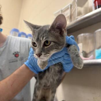 Mazon -  Domestic Short Hair Cat for Adoption in Birmingham, Alabama - Mazon | PetCurious