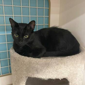 Shiba -  Domestic Short Hair Cat for Adoption in Medina, Ohio - Shiba | PetCurious