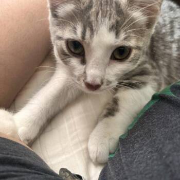 Domestic Short Hair Cats Available for Adoption in Fishers, Indiana - Simon | PetCurious