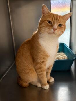 Cheeto Puff -  Domestic Short Hair Cat for Adoption in Fort Lupton, Colorado - Cheeto Puff | PetCurious