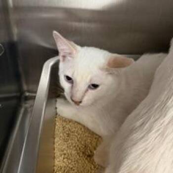 Coco -  Domestic Short Hair Cat for Adoption in Las Vegas, Nevada - Coco | PetCurious
