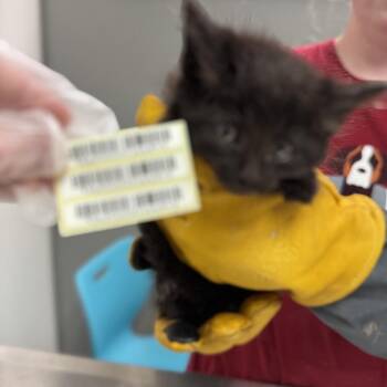 Vince -  Domestic Long Hair Cat for Adoption in Charleston, West Virginia - Vince | PetCurious