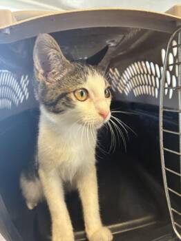 Samantha -  Domestic Short Hair Cat for Adoption in West Memphis, Arkansas - Samantha | PetCurious
