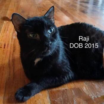 Raji -  Domestic Short Hair Cat for Adoption in Houston, Texas - Raji | PetCurious