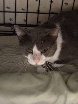 Zebra -  Domestic Short Hair Cat for Adoption in Hartford City, Indiana - Zebra | PetCurious