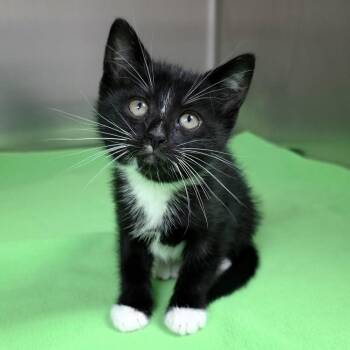 Domestic Short Hair Cats Available for Adoption in Michigan City, Indiana - Sassette | PetCurious