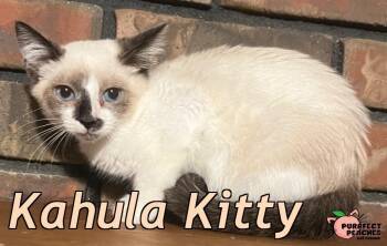 Kahula Kitty -  Siamese and Domestic Short Hair Cat for Adoption in Douglasville, Georgia - Kahula Kitty | PetCurious