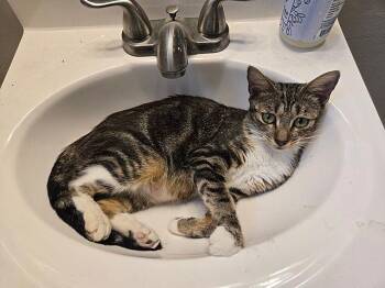 Domestic Short Hair Cats Available for Adoption - Mama Georgia | PetCurious