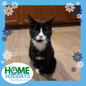 Rescue Domestic Short Hair Cats for Adoption in Cincinnati, Ohio - King Beans III | PetCurious