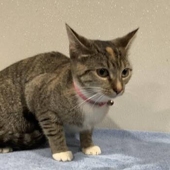 Domestic Short Hair Cats Available for Adoption - Rhea | PetCurious
