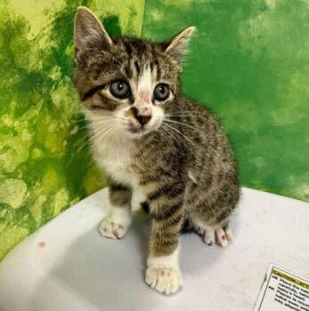 Rescue Domestic Short Hair Cats for Adoption in Bryan, Texas - 59820070 | PetCurious