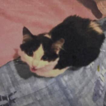 Domino -  Domestic Medium Hair and Domestic Short Hair Cat for Adoption in Lakewood, Colorado - Domino | PetCurious