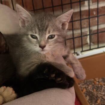 Domestic Short Hair Cats Available for Adoption in Camden, Delaware - Sterling | PetCurious