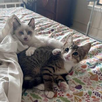 Tundra -  Snowshoe and Domestic Short Hair Cat for Adoption in Candler, North Carolina - Tundra | PetCurious