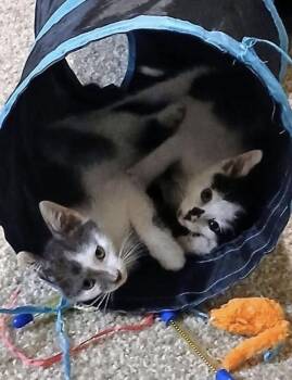 Brie -  Domestic Short Hair Cat for Adoption in Warner Robins, Georgia - Brie | PetCurious