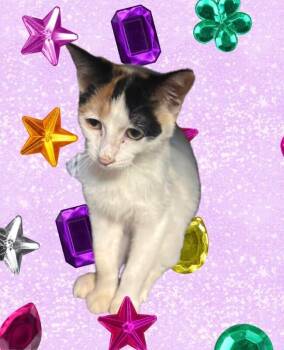 Henley -  Domestic Short Hair Cat for Adoption in Grand Rapids, Michigan - Henley | PetCurious