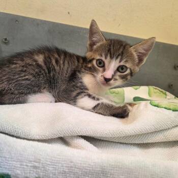 Shakespeare -  Domestic Short Hair Cat for Adoption in Pasadena, California - Shakespeare | PetCurious