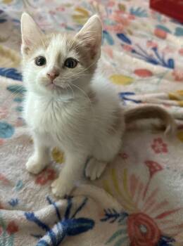 Rescue Domestic Short Hair Cats for Adoption in Schertz, Texas - Phil | PetCurious