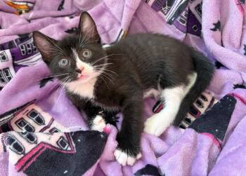 Hagrid -  American Shorthair Cat for Adoption in Orlando, Florida - Hagrid | PetCurious