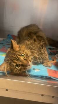 Rescue Domestic Long Hair and Domestic Short Hair Cats for Adoption in Columbus, Indiana - Pigpen | PetCurious