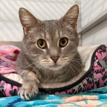 Domestic Short Hair Cats Available for Adoption - Smokey | PetCurious