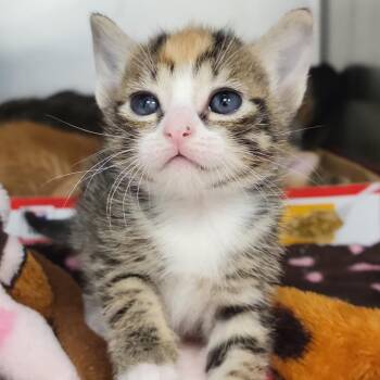 Ashwagandha -  Domestic Short Hair Cat for Adoption in Sarasota, Florida - Ashwagandha | PetCurious