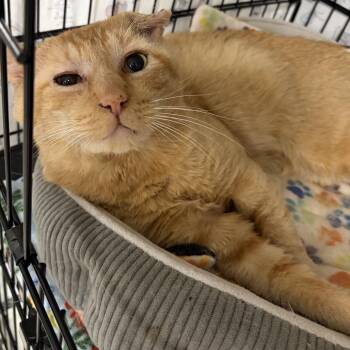 26-229 Biscuit -  Domestic Short Hair Cat for Adoption in North Branford, Connecticut - 26-229 Biscuit | PetCurious