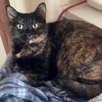 Rosalie -  Domestic Short Hair Cat for Adoption in Goshen, Indiana - Rosalie | PetCurious
