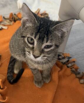 Luthien -  Domestic Short Hair Cat for Adoption in Mears, Michigan - Luthien | PetCurious