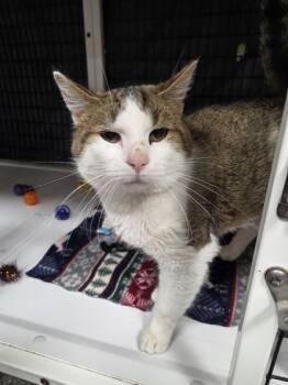 Rescue Domestic Short Hair Cats for Adoption in Neenah, Wisconsin - Connor | PetCurious