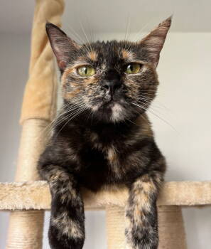 Rescue Domestic Short Hair Cats for Adoption in Los Angeles, California - Ginny | PetCurious