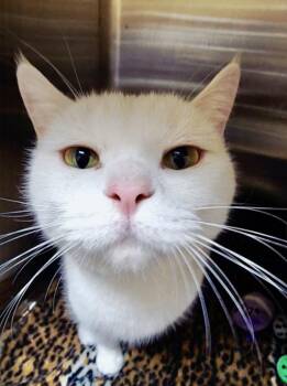 Rescue Domestic Short Hair Cats for Adoption in Mississauga, Ontario - Louie - Pet Valu Mavis | PetCurious