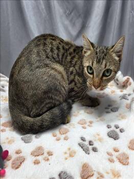 Rescue Domestic Short Hair Cats for Adoption in Grovetown, Georgia - A118440 | PetCurious