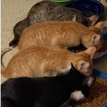 Loafi -  Domestic Short Hair Cat for Adoption in Shinnston, West Virginia - Loafi | PetCurious