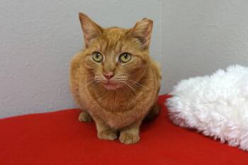 Domestic Short Hair Cats Available for Adoption in Fountain Hills, Arizona - Ms Belvedere | PetCurious