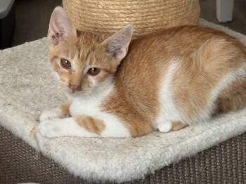Hunter - H Litter -  Tabby Cat for Adoption in Anthem, Arizona - Hunter - H Litter | PetCurious