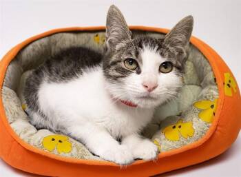 REBA -  Domestic Short Hair Cat for Adoption in Fort Lauderdale, Florida - REBA | PetCurious