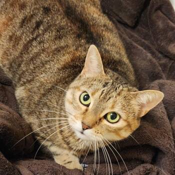 Rescue Torbie and Tabby Cats for Adoption in UNIVERSITY PA, Maryland - Winnie | PetCurious