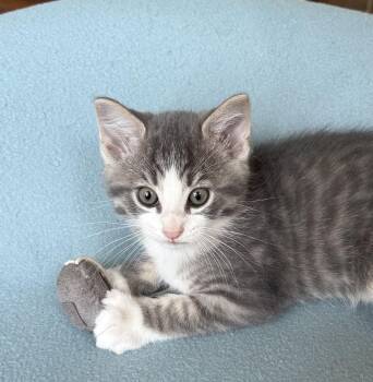 Quincy -  Tabby Cat for Adoption in Costa Mesa, California - Quincy | PetCurious