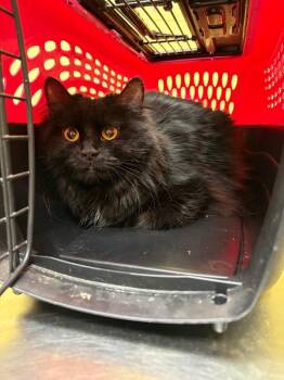 Domestic Long Hair Cats Available for Adoption in Crossville, Tennessee - Lady Blade | PetCurious
