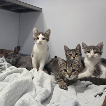 Pisces -  Domestic Short Hair Cat for Adoption in Philadelphia, Pennsylvania - Pisces | PetCurious