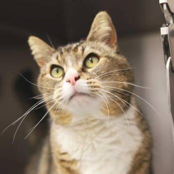 Domestic Short Hair Cats Available for Adoption in Atlanta, Georgia - Big Eddy | PetCurious