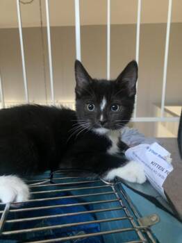 BARRETT -  Domestic Short Hair Cat for Adoption in Burbank, California - BARRETT | PetCurious