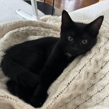 Domestic Short Hair Cats Available for Adoption in Medford, Massachusetts - Simon | PetCurious