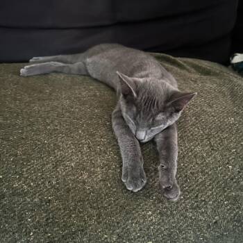 Rescue Domestic Short Hair Cats for Adoption in Lions Bay, British Columbia - Forest | PetCurious